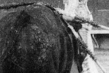 Mário Coelho prepara-se para matar o touro, na Praça de Toiros Daniel do Nascimento, na Moita. Foi a julgamento e teve pena suspensa