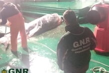 GNR apreende em Viana do Castelo 190 mil euros de atum-rabilho e espadarte