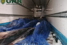 GNR apreende em Viana do Castelo 190 mil euros de atum-rabilho e espadarte