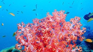 Corais vermelhos da costa portuguesa vão ter proteção ambiental