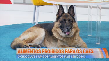 Conheça os alimentos proibidos para cães
