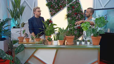 Saiba como cuidar das plantas de casa