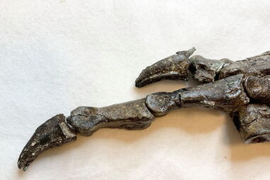 Fóssil desconhecido de dinossauro com 115 milhões de anos descoberto no Brasil