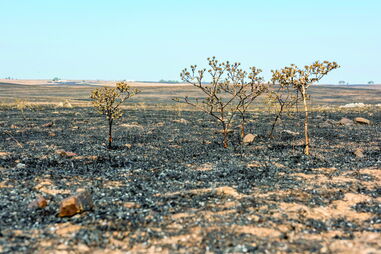 Ação Climática 
