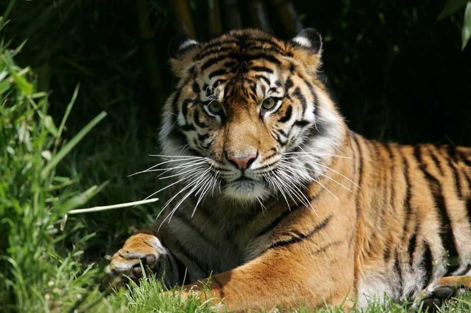 Tigre