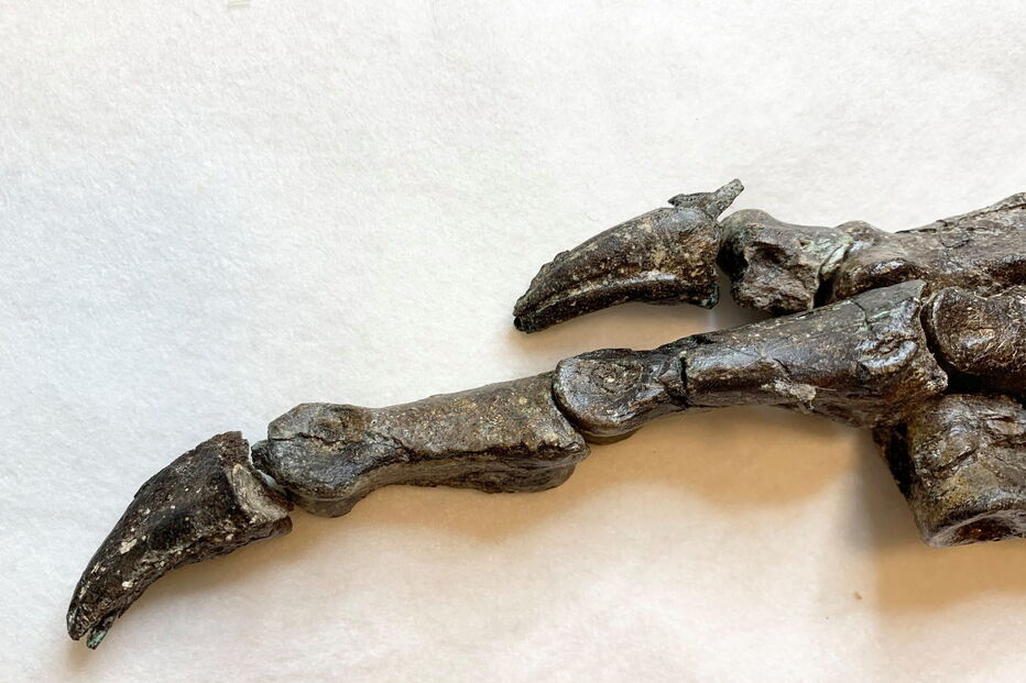 Fóssil desconhecido de dinossauro com 115 milhões de anos descoberto no Brasil