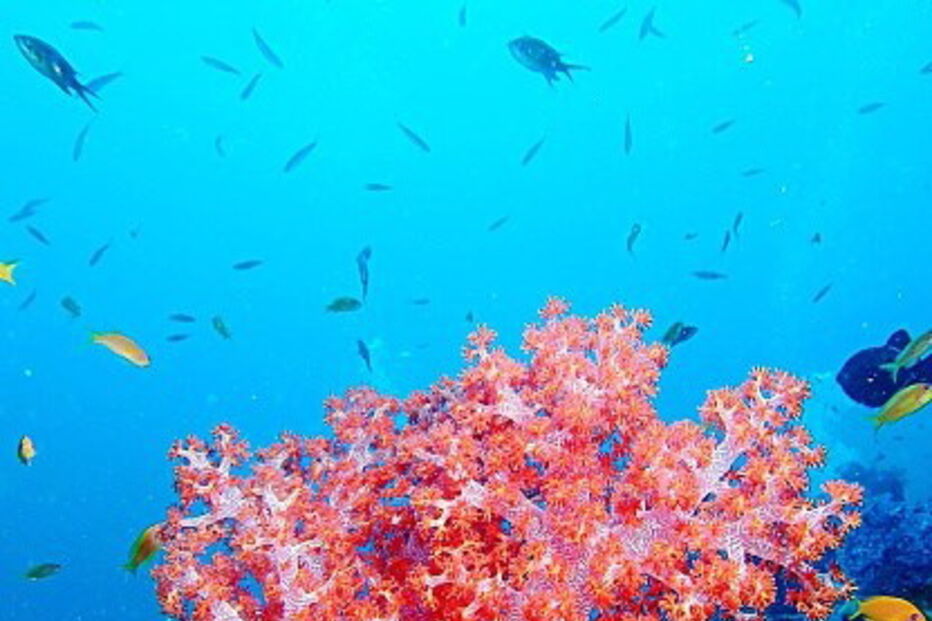 Corais vermelhos - imagem ilustrativa