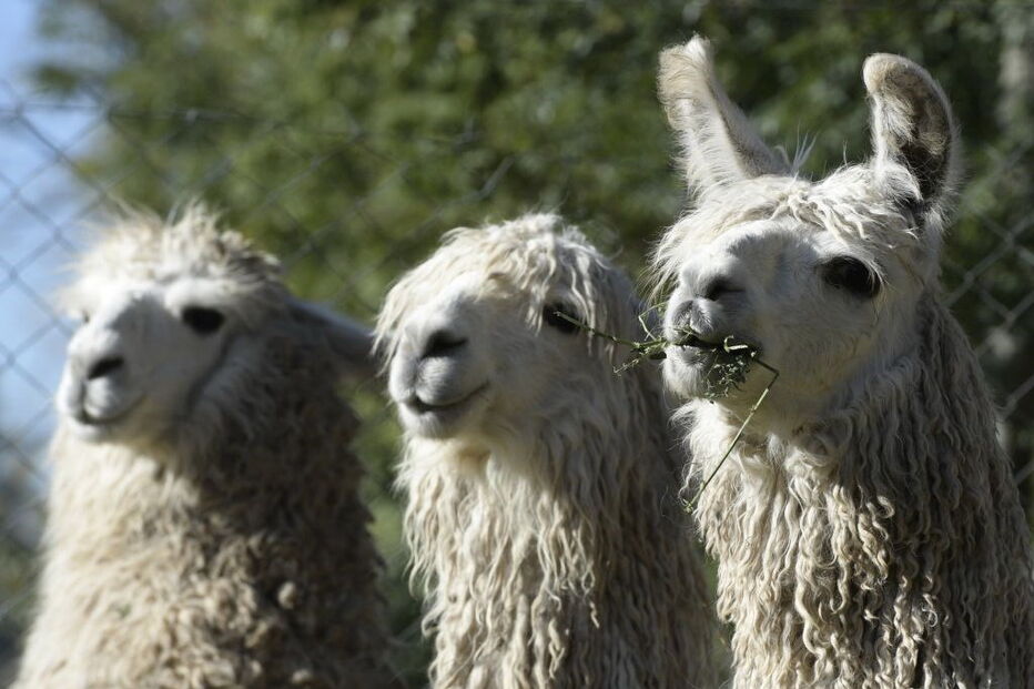 Lamas