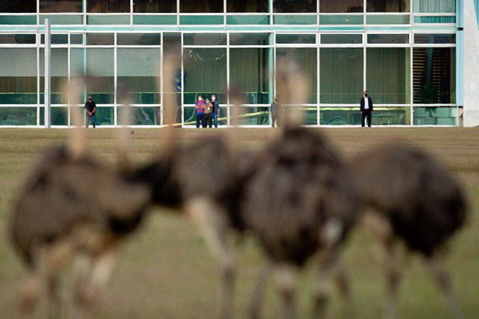Jair Bolsonaro 'atacado' por ema no Palácio da Alvorada