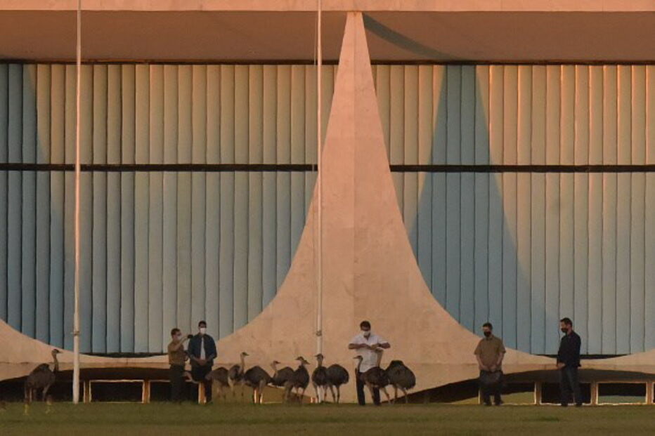 Jair Bolsonaro 'atacado' por ema no Palácio da Alvorada