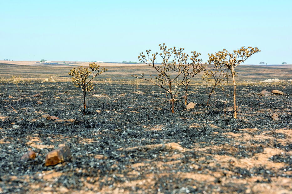 As alterações climáticas fazem a vegetação, que serve de refúgio à abetarda, escassear