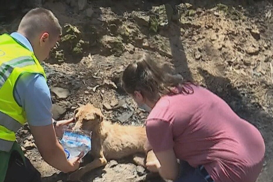 2020-07-19_15_57_10 dog2.jpg