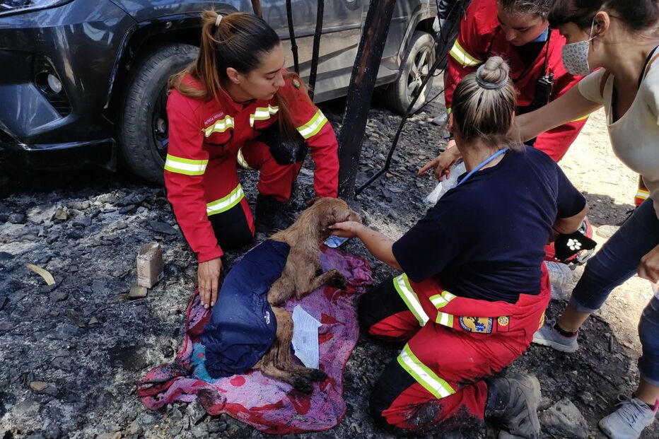 Animais morrem em incêndio em canil de Santo Tirso