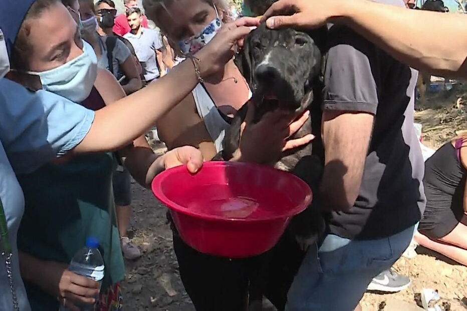 Animais feridos em incêndio em Canil de Santo Tirso