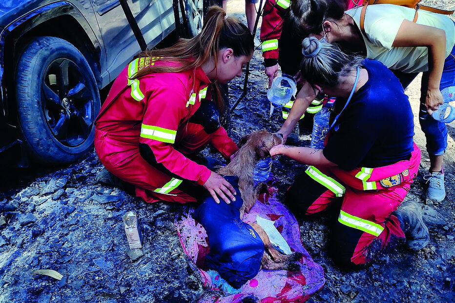 Pelo menos 73 animais perderam a vida no incêndio que deflagrou na serra da Agrela
