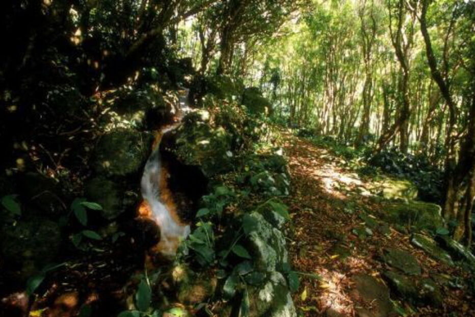 Floresta nos Açores