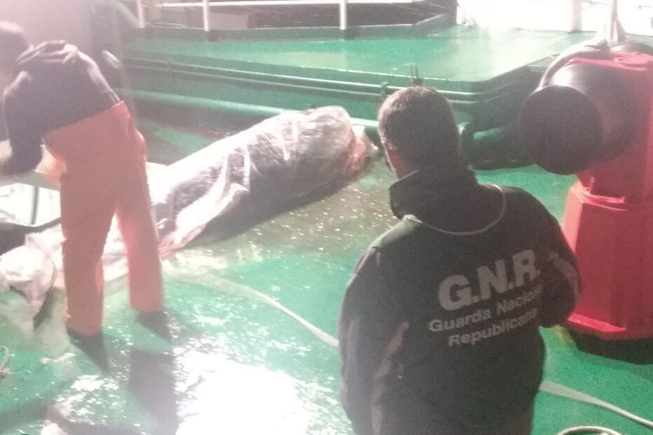 GNR apreende em Viana do Castelo 190 mil euros de atum-rabilho e espadarte