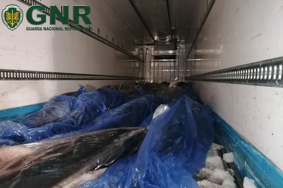 GNR apreende em Viana do Castelo 190 mil euros de atum-rabilho e espadarte