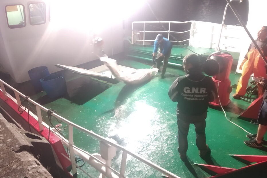 GNR apreende em Viana do Castelo 190 mil euros de atum-rabilho e espadarte