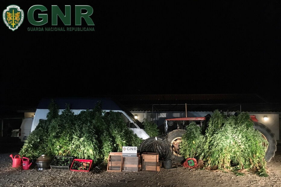 GNR apreendeu 272 pés de canábis