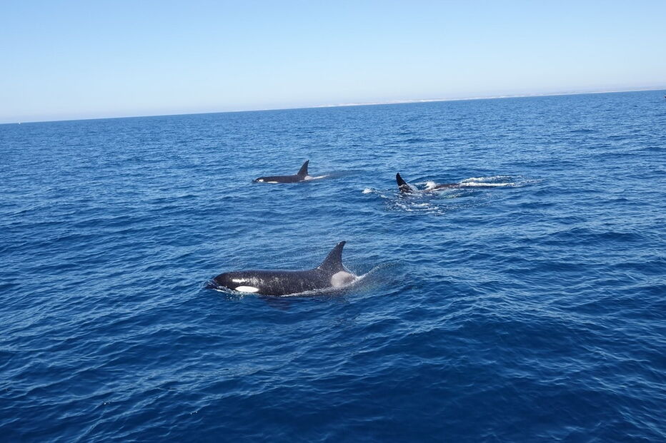 Família de orcas visita Algarve