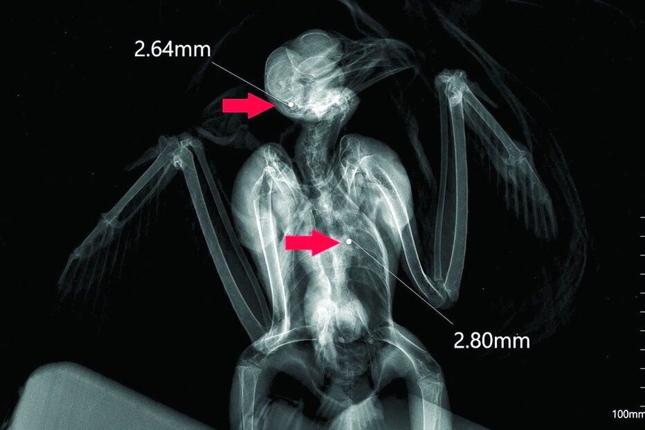 Exame radiológico acabou por revelar que a ave de rapina tinha um projétil alojado no crânio e um outro na zona do tórax