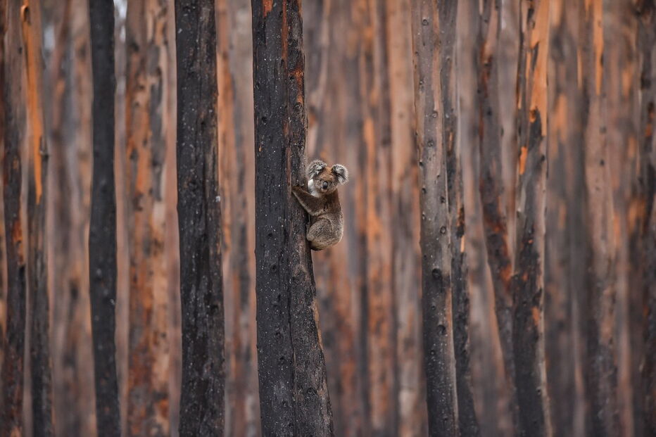 Imagem Principal 35607662.jpg (6272857) (Milenium)