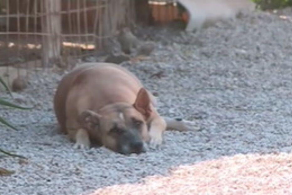 Canil da Aroeira acolhe cerca de 250 animais e conta com ajuda preciosa de voluntários