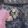 Noite de terror em abrigo para animais em Santo Tirso gera onda de indignação contra espaços ilegais