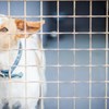 Cães conseguem detetar casos de Covid-19, avança pesquisa