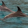 111 golfinhos encontrados mortos no sul de Moçambique
