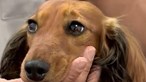 Portugal deixa de abater animais de companhia e errantes após proibição nos Açores