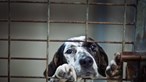 Resgatados quase 100 animais de companhia em Elvas por viverem sem condições