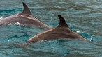 Encontrados 25 golfinhos mortos em arquipélago do sul de Moçambique