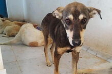 Animais foram torturados