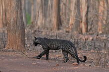 Leopardo negro foi fotografado