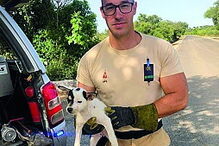 GNR salva quatro cães bebés