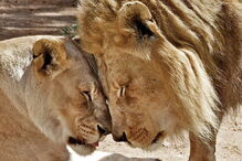 Hubert e Kalisa, dois leões africanos de 21 anos