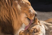 Hubert e Kalisa, dois leões africanos de 21 anos