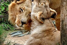 Hubert e Kalisa, dois leões africanos de 21 anos