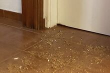 Nuno Markl revela que a casa foi roída por ratazanas