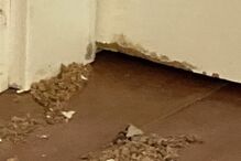 Nuno Markl revela que a casa foi roída por ratazanas