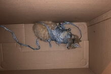 Gato bebé encontrado no lixo com explosivos presos ao corpo