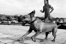 Carolina Patrocínio