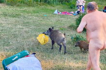 Homem nu perseguiu javali que lhe roubou computador