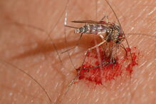 Mosquitos podem transmitir o vírus da meningite