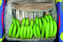 Cocaína vinha escondida nas bananas