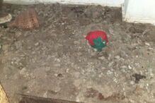 Ativistas e moradores resgatam animais no Porto que viviam no meio de carcaças em decomposição