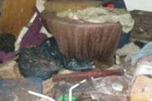 Ativistas e moradores resgatam animais no Porto que viviam no meio de carcaças em decomposição