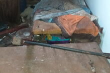 Ativistas e moradores resgatam animais no Porto que viviam no meio de carcaças em decomposição